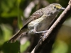 Everglades Mahogany Hammock  birds  (17 of 19)