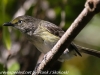 Everglades Mahogany Hammock  birds  (18 of 19)