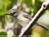Everglades Mahogany Hammock  birds  (19 of 19)
