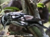 Everglades Mahogany Hammock  birds  (4 of 19)