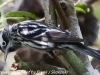 Everglades Mahogany Hammock  birds  (5 of 19)