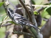 Everglades Mahogany Hammock  birds  (6 of 19)