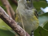 Everglades Mahogany Hammock  birds  (8 of 19)