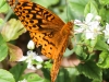 Sheppton butterfly 114 (1 of 1).jpg