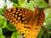 Sheppton butterfly 116 (1 of 1).jpg