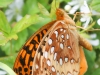 Sheppton butterfly 123 (1 of 1).jpg