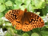 Sheppton butterfly 126 (1 of 1).jpg