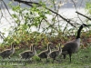 PPL Wetlands geese-1