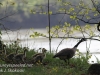 PPL Wetlands geese-4