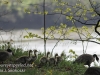 PPL Wetlands geese-5