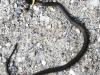 ring-necked snake (1 of 1).jpg
