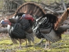 turkeys gobbling -15