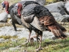 turkeys gobbling -2