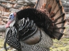 turkeys gobbling -4