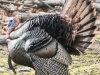 turkeys gobbling -5