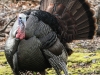 turkeys gobbling -7