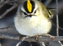 Lehigh canal golden crowned kinglet (1 of 8)