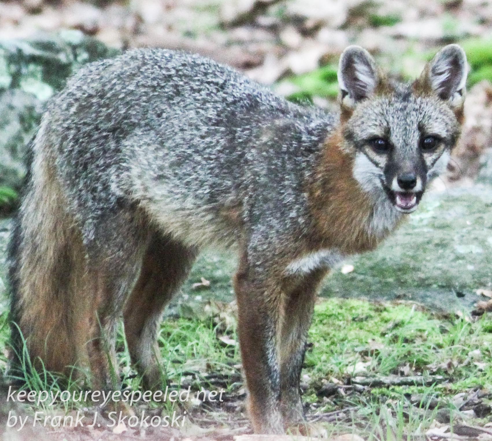 gray fox -010