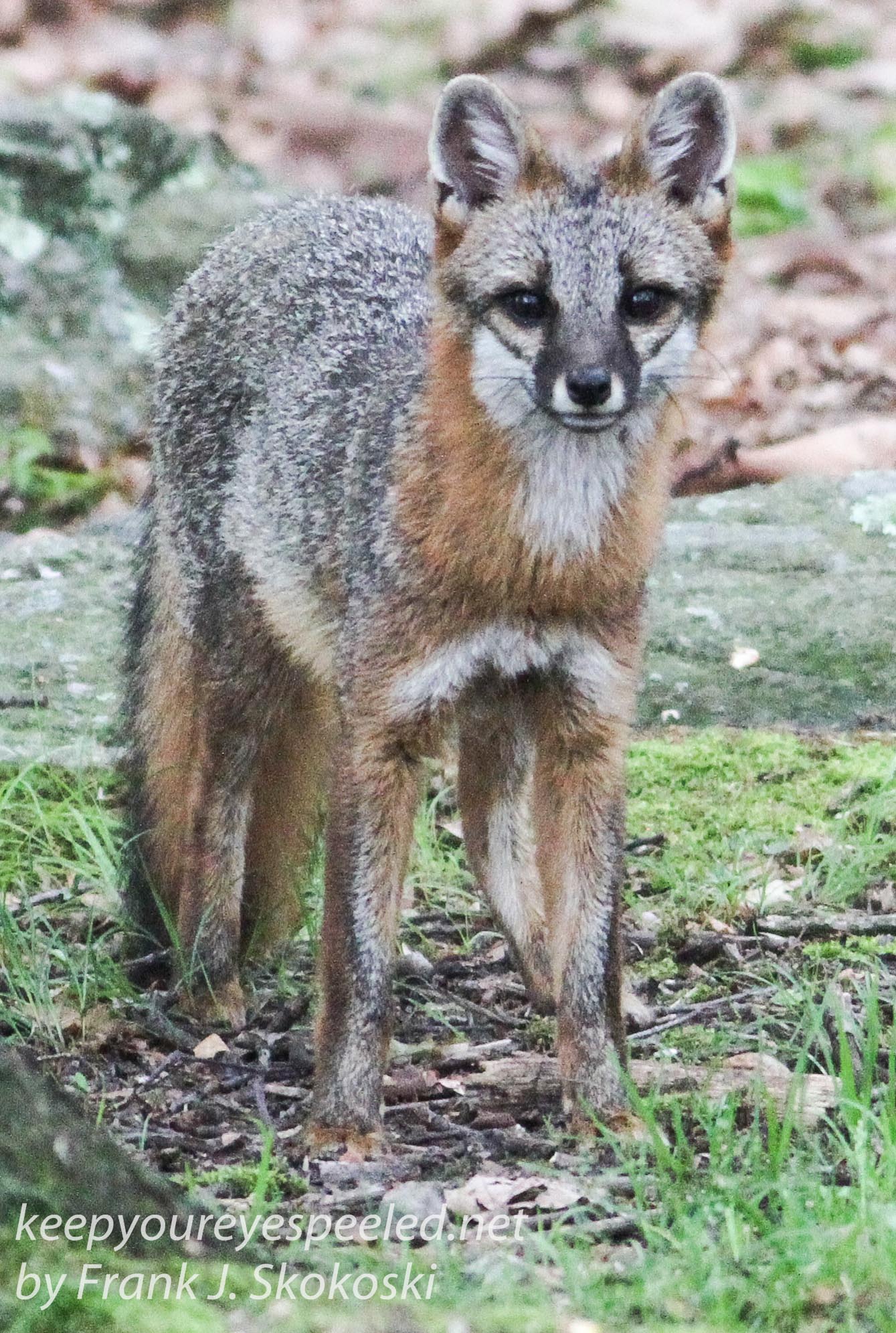 gray fox -013