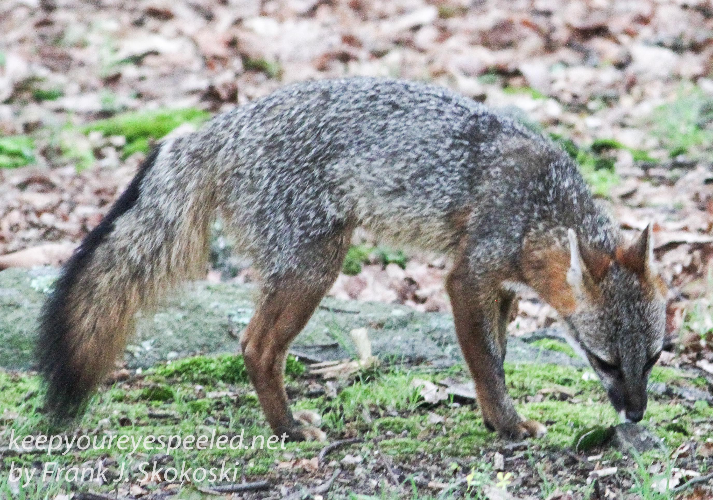 gray fox -021