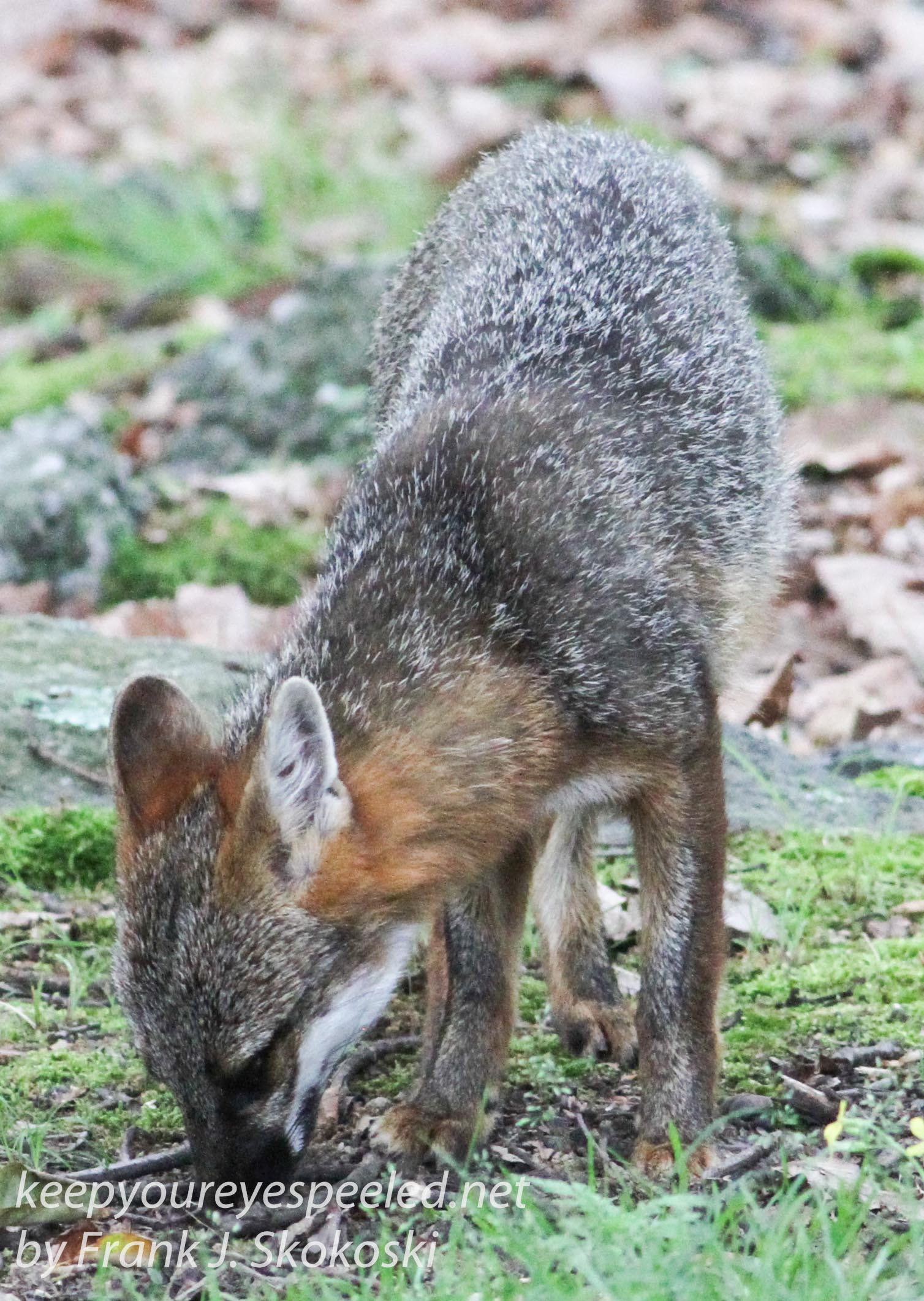 gray fox -034