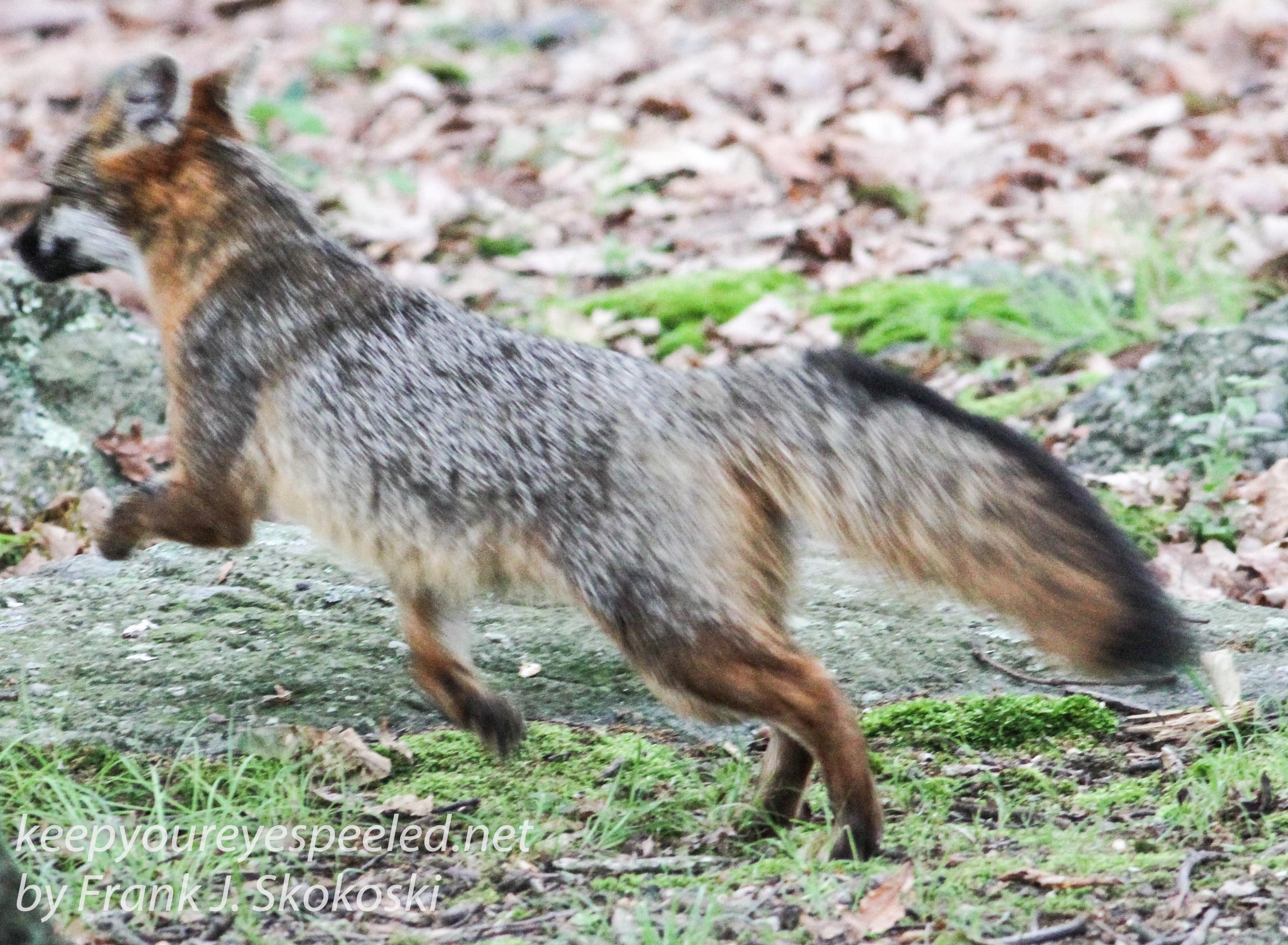 gray fox -038