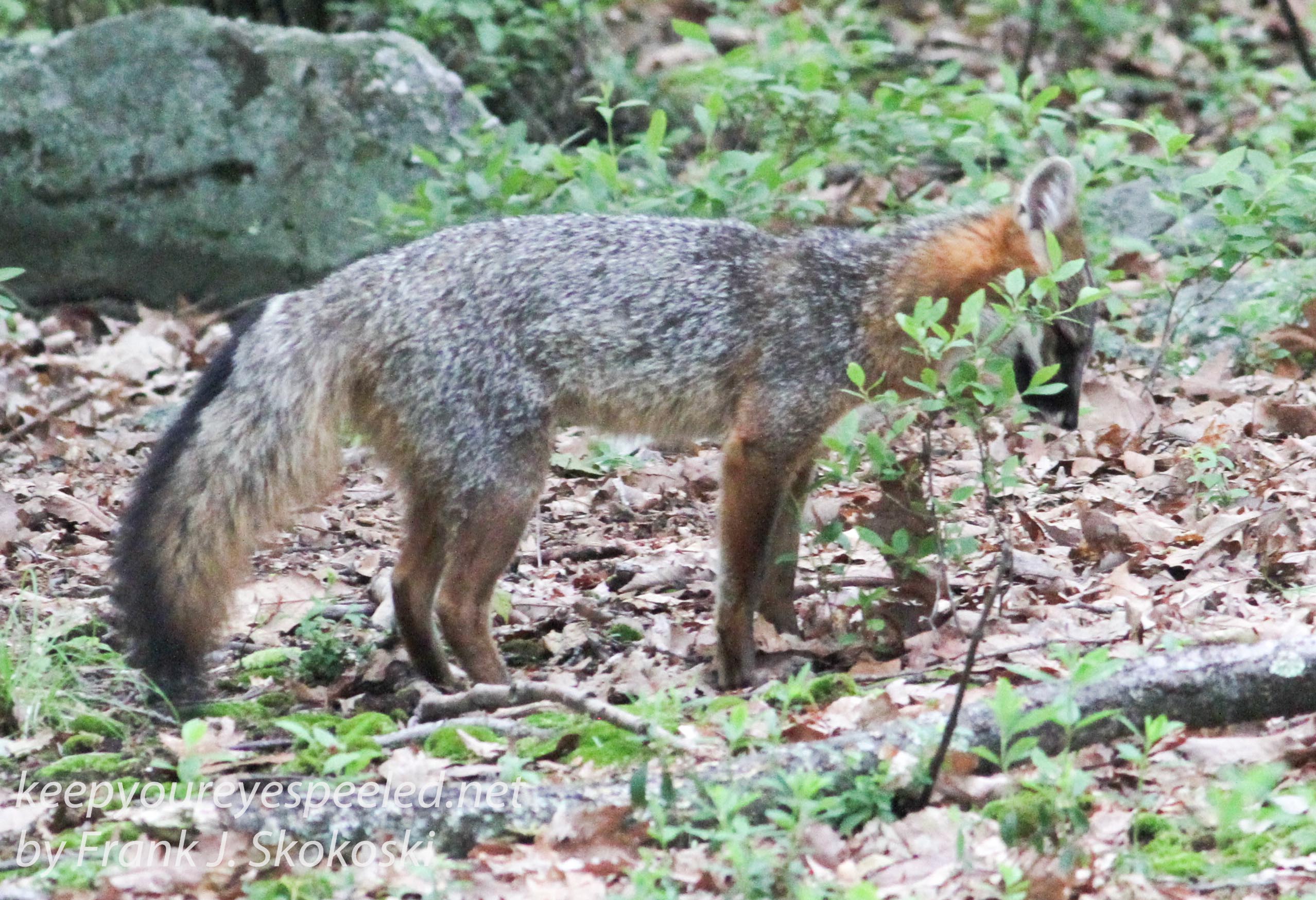 gray fox -039