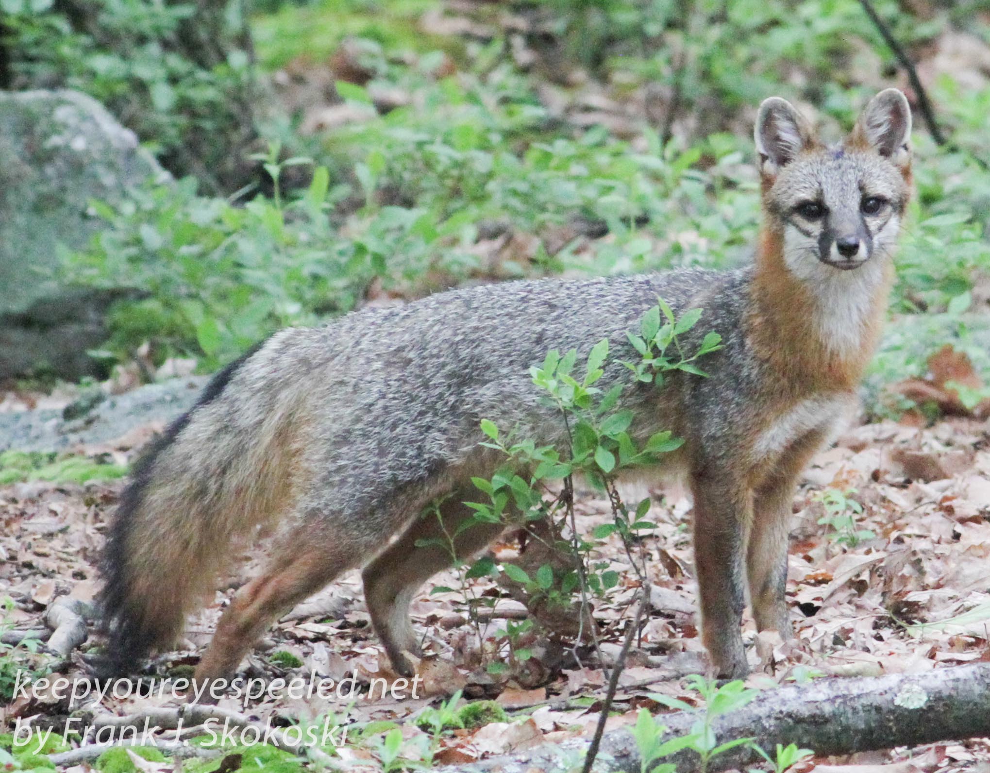 gray fox -040