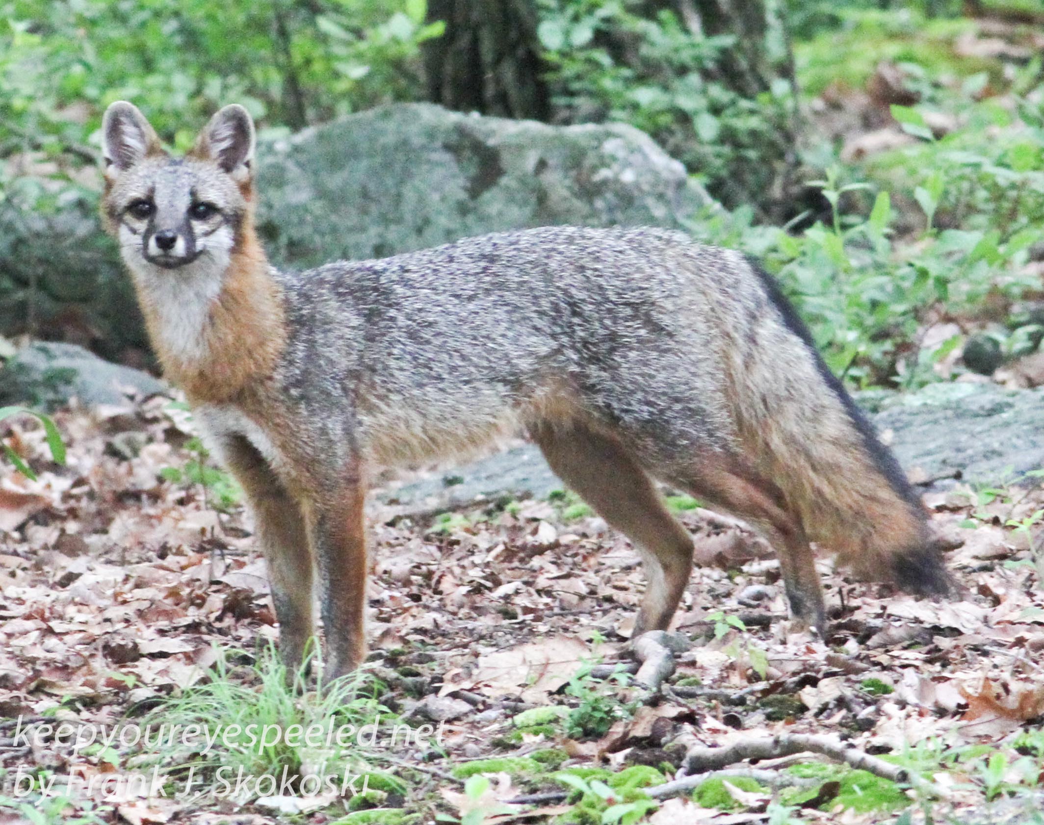 gray fox -041