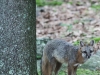 gray fox -008