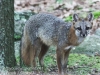 gray fox -009