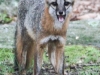 gray fox -016
