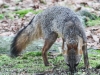 gray fox -022