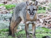 gray fox -023