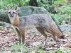 gray fox -041