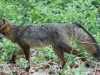 gray fox -042