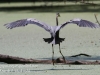 -great blue heron -255