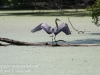 -great blue heron -259