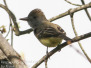 Great crested flycatcher 
