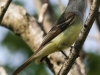 Great crested flycatcher green ridge -6