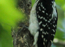 hairy woodpecker (1 of 1).jpg