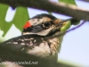 hairy woodpecker 10 (1 of 1).jpg