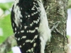 hairy woodpecker 2 (1 of 1).jpg