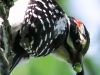 hairy woodpecker 3 (1 of 1).jpg