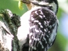 hairy woodpecker 4 (1 of 1).jpg
