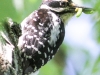 hairy woodpecker 5 (1 of 1).jpg