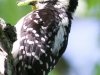 hairy woodpecker 6 (1 of 1).jpg