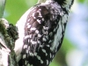 hairy woodpecker 7 (1 of 1).jpg