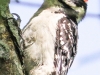 hairy woodpecker 8 (1 of 1).jpg