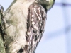 hairy woodpecker 9 (1 of 1).jpg
